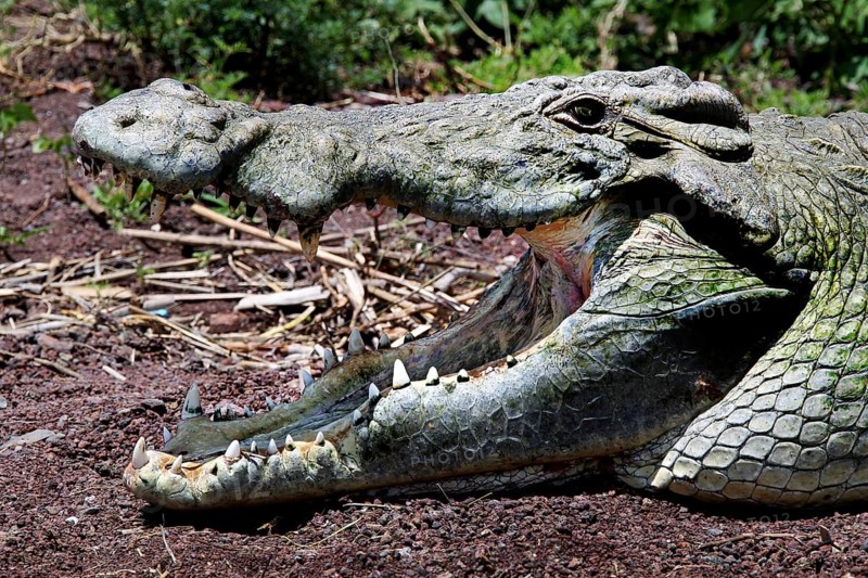 Close-up crocodile with mouth open, ready to attack, Nech Sar National Park, Ethiopia