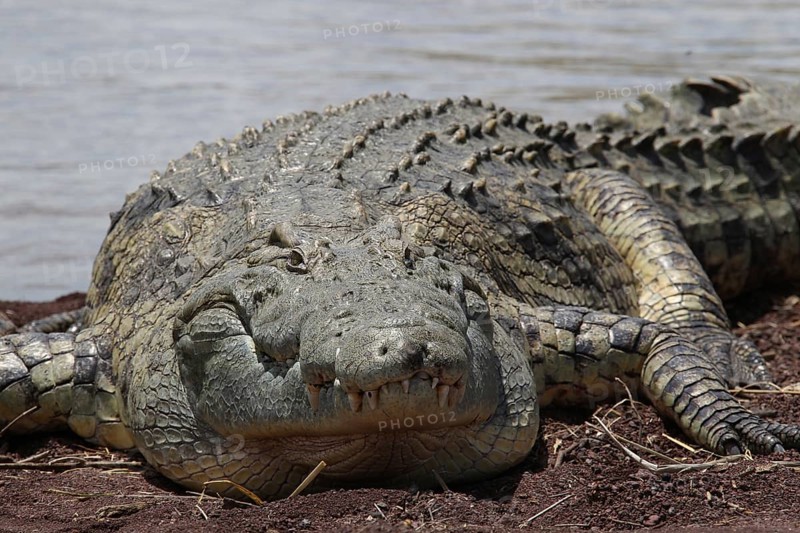 Close-up of a large crocodile on the shores of Lake Chamo, Nech Sar National Park, Ethiopia