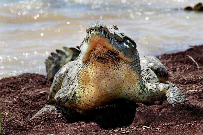 Crocodile in defensive position with wide open snout on the lakeside, Nech Sar National Park, Ethiopia