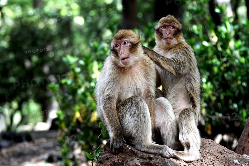 Two Barbary apes interact socially in the forest on a tree trunk, Azrou, Forèt des Cèdres, Morocco