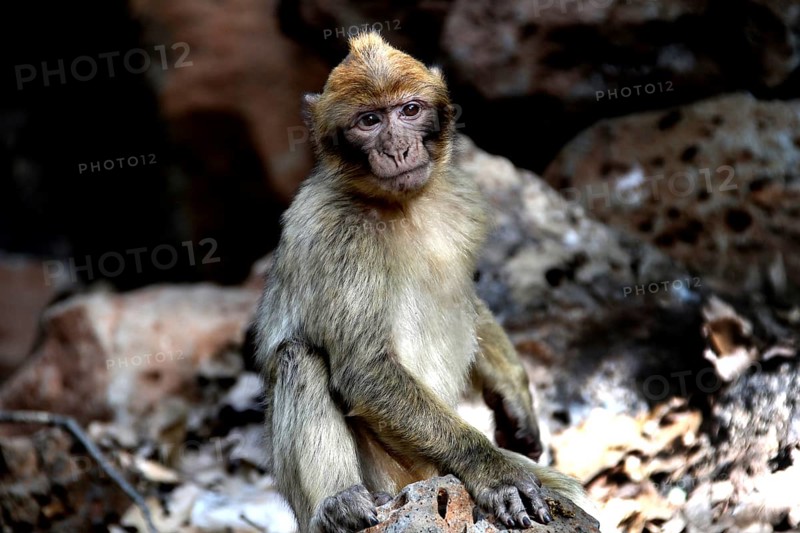 Barbary monkey sitting in shade in forest surrounded by stones and leaves, Azrou, Forèt des Cèdres, Morocco