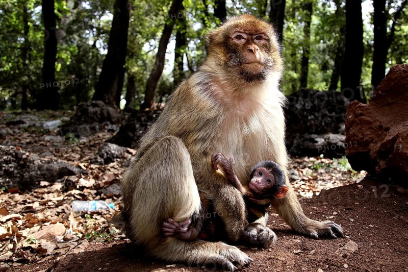 Barbary monkey protects its baby in the green and peaceful forest, Azrou, Middle Atlas, Morocco