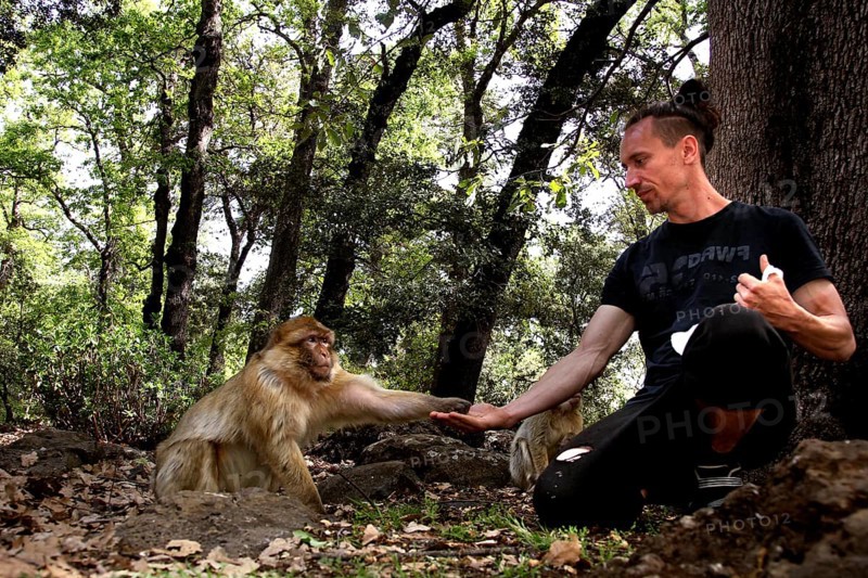 Barbary monkey is fed by a man in the forest, a peaceful interaction, Azrou, Middle Atlas, Morocco