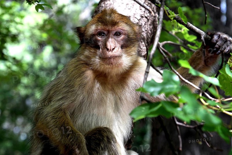 Barber monkey sits attentively in a tree under leaves in the forest, Azrou, Middle Atlas, Morocco