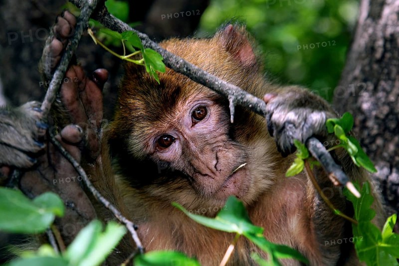 Barbary monkey looking out of a nest of branches in the dense forest, Azrou, Middle Atlas, Morocco