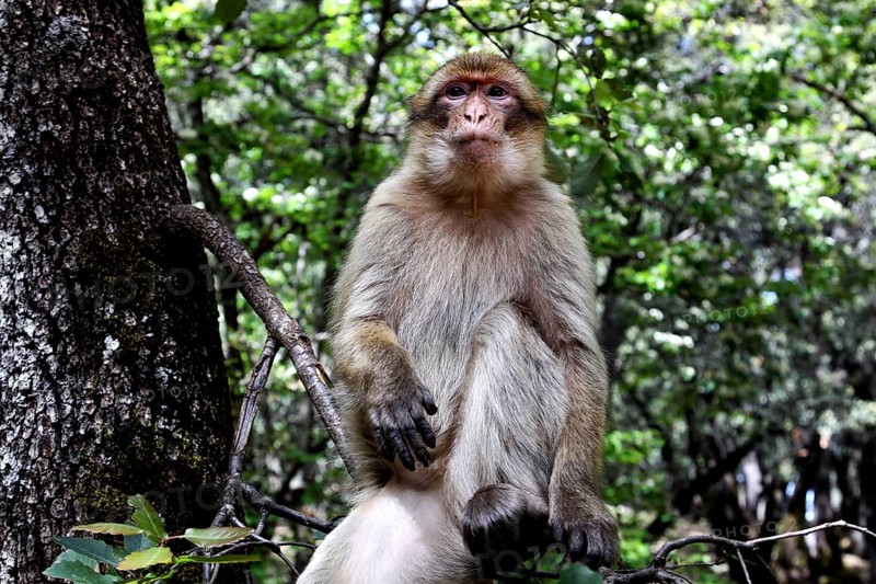 Barbary monkey sits relaxed on a tree in the lush greenery of Forèt des Cèdres, Azrou, Middle Atlas, Morocco