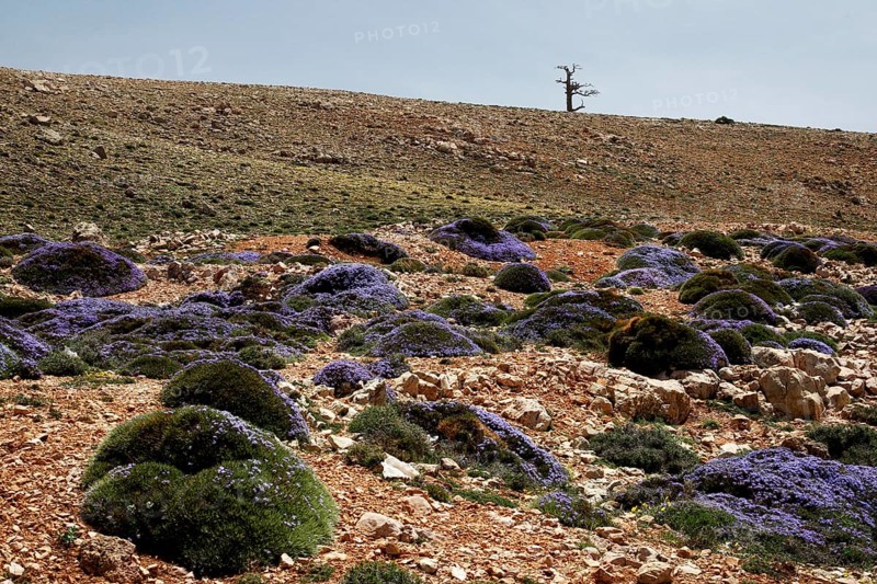 Extensive desert landscape with sparse vegetation, dry soil and blue skies