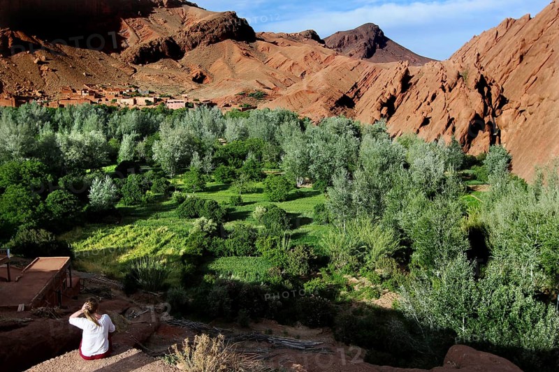 Breathtaking views of lush vegetation and distinctive monkey paw formation, Dadès, region, MA