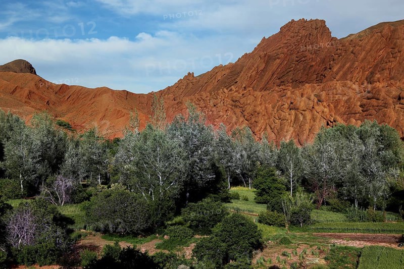 Fascinating rock formations of 'monkey paws' surrounded by lush greenery under a blue sky, Dadès, region, MA