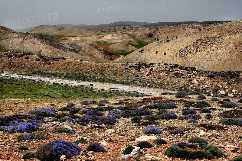The landscape stretches through dry hills dotted with purple flowers in Col Ouzad, Col Ouzad, Béni Mellal-Khénifra region, Morocco
