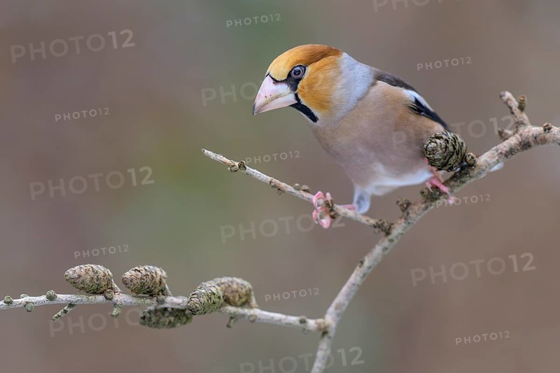 Hawfinch (Coccothraustes coccothraustes), male in winter on a larch branch with cones, Swabian Alb biosphere reserve, Baden-Württemberg, Germany