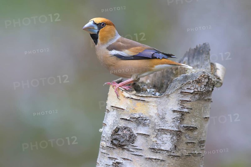Hawfinch (Coccothraustes coccothraustes), male in breeding plumage on birch trunk, Swabian Alb biosphere reserve, Baden-Württemberg, Germany