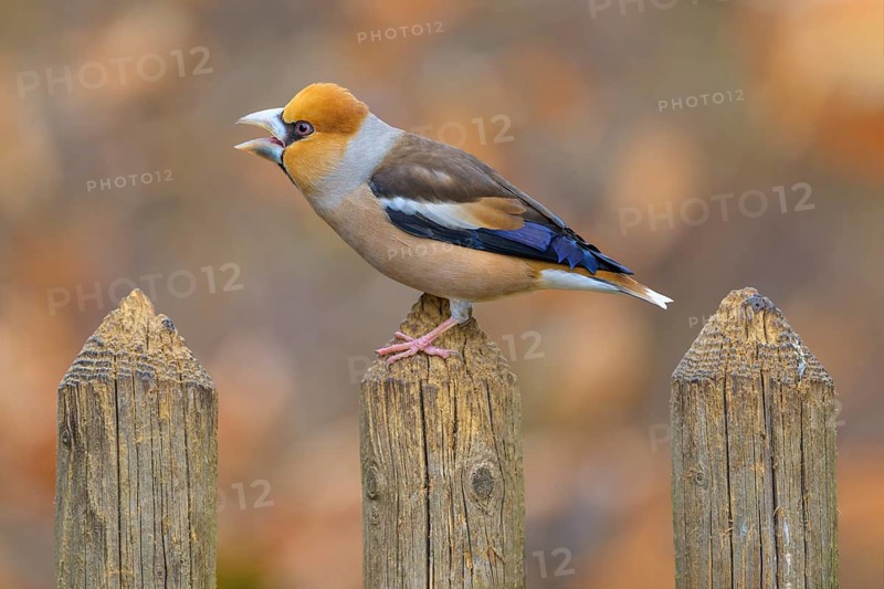 Hawfinch (Coccothraustes coccothraustes), male in breeding plumage on picket fence, Swabian Alb biosphere reserve, Baden-Württemberg, Germany