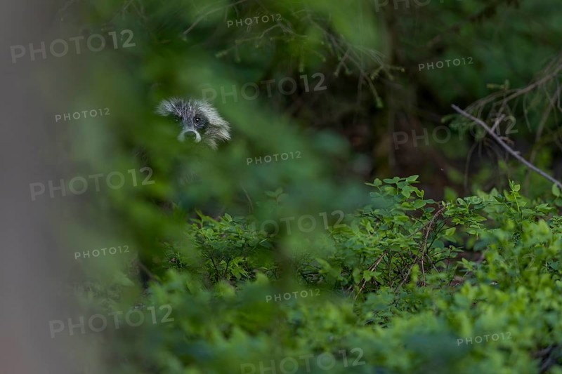 The raccoon dog (Nyctereutes procyonoides) remains motionless for minutes and watches me, neozoan, neobiont, neobiota, crepuscular, Germany