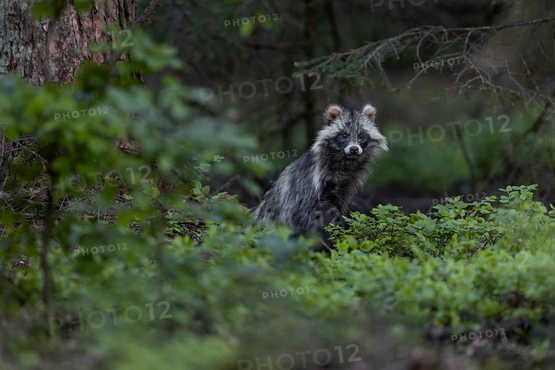 The tanuki (Nyctereutes procyonoides) fixates me continuously while the young play among the blueberry bushes, neozoan, neobiont, neobiota, burrow, crepuscular, Germany