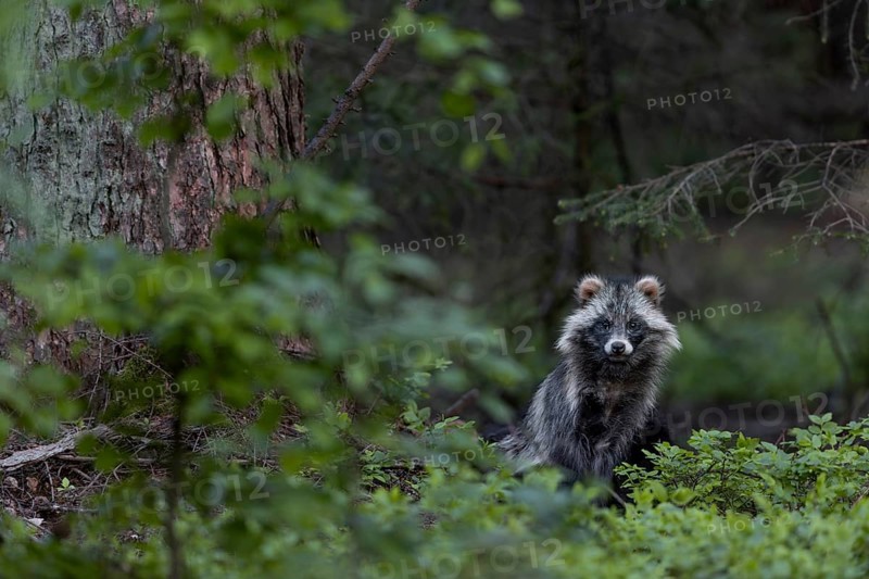 Even if the tanuki (Nyctereutes procyonoides) seems a little more relaxed, I am still being watched closely, neozoan, neobiont, neobiota, burrow, crepuscular, Germany