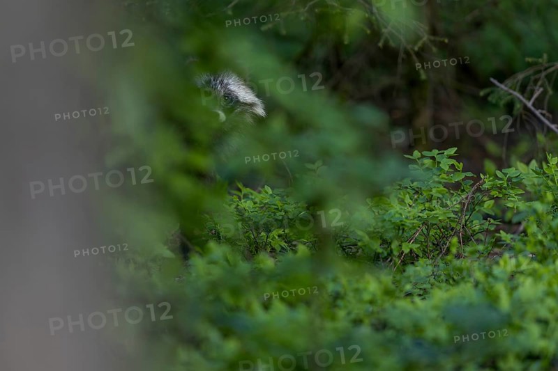 As I slowly push myself behind a tree, the raccoon dog (Nyctereutes procyonoides) becomes curious and carefully pushes itself forwards, neozoan, neobiont, neobiota, burrow, crepuscular, Germany