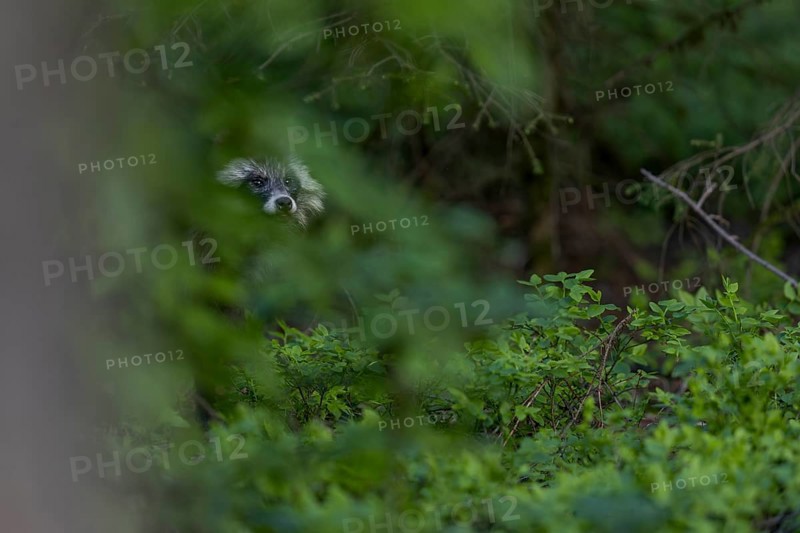 In contrast to the red fox, the raccoon dog (Nyctereutes procyonoides) often behaves in opposite ways, while the enok remains motionless, the fox immediately takes flight, neozoan, neobiont, neobiota, crepuscular, Germany