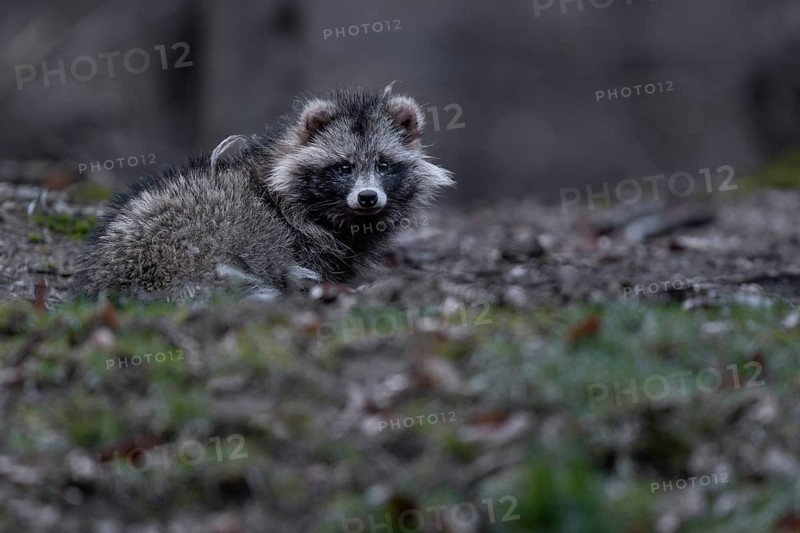 A raccoon dog (Nyctereutes procyonoides) resting in front of the cave entrance, neozoan, neobiont, neobiota, burrow, crepuscular, Germany