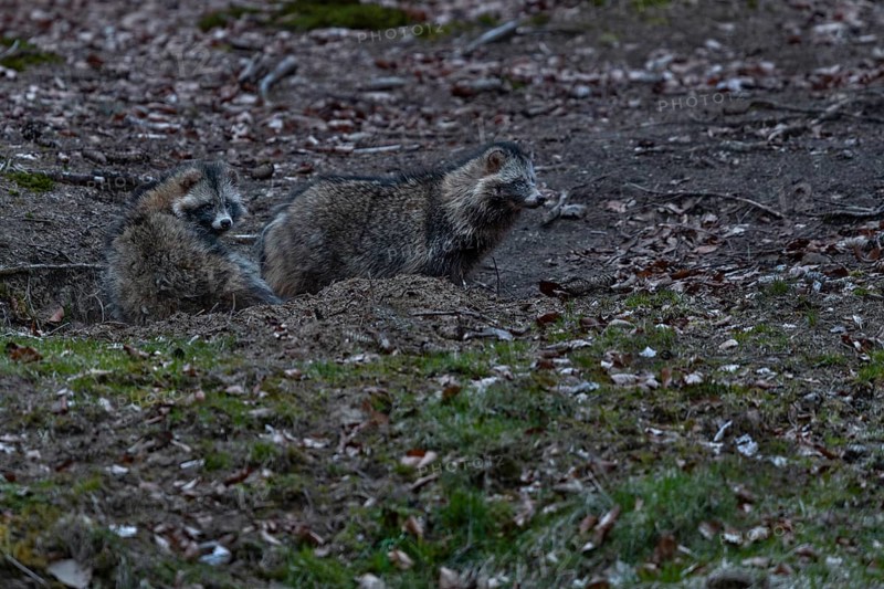 The raccoon dog (Nyctereutes procyonoides) on the right is the male, it is significantly larger in direct comparison to the female, neozoan, neobiont, neobiota, burrow, crepuscular, Germany