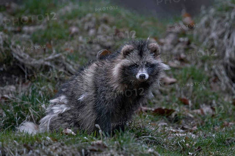 A raccoon dog (Nyctereutes procyonoides) has just left the burrow and is vigilantly securing itself, several minutes can pass, Neozoan, Neobiont, Neobiota, crepuscular, Germany