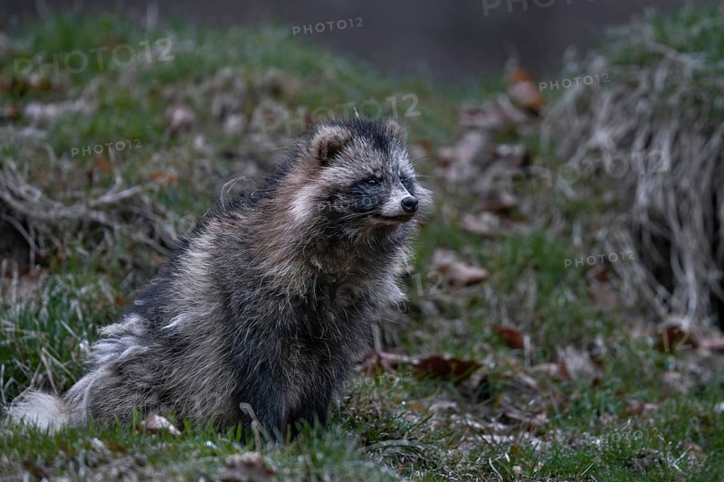 A raccoon dog (Nyctereutes procyonoides) has just left the den, neozoan, neobiont, neobiota, crepuscular, Germany
