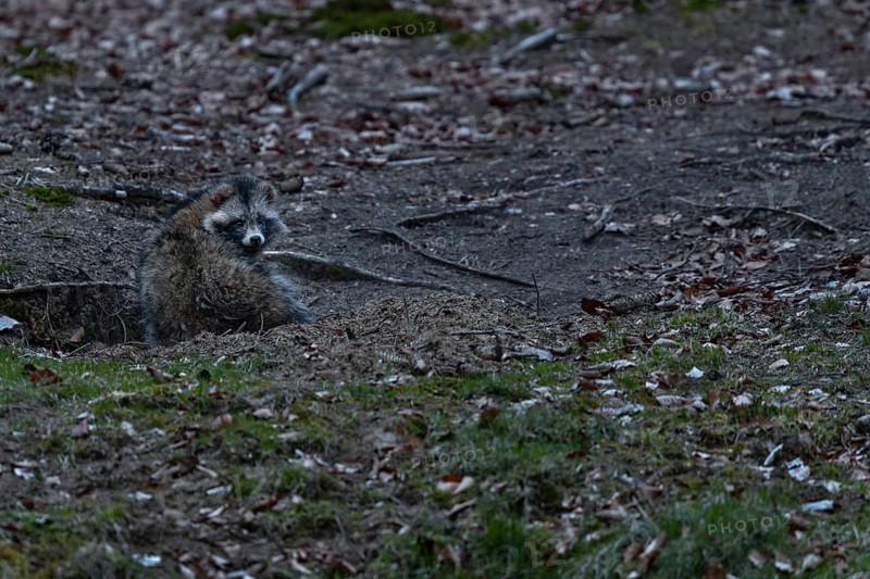 The old roof castle has got new roommates, a pair of raccoon dogs (Nyctereutes procyonoides) has been living in the large building system for a few weeks, I was also able to observe a badger, neozoan, neobiont, neobiota, burrow, crepuscular, Germany