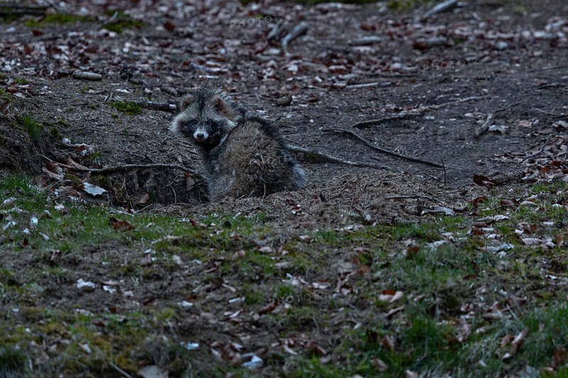 The tanuki (Nyctereutes procyonoides) is much more attentive and always reacts to the trigger sounds of the camera, neozoan, neobiont, neobiota, burrow, crepuscular, Germany
