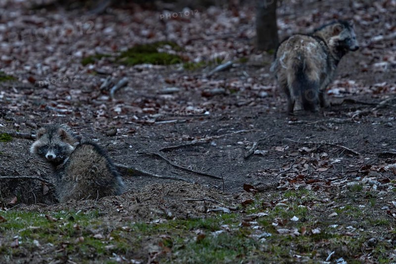 The male raccoon dog (Nyctereutes procyonoides) makes a very relaxed impression and explores the immediate surroundings shortly after leaving the den, while the female stays in the immediate vicinity of the entrance for a long time, neozoan, neobiont, neobiota, den, crepuscular, Germany