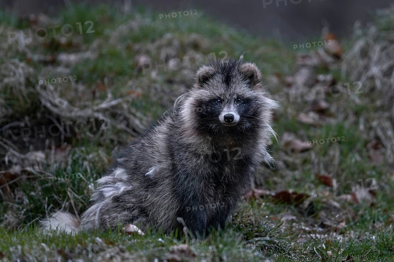 The raccoon dog (Nyctereutes procyonoides) is alert but does not flee, neozoan, neobiont, neobiota, burrow, crepuscular, Germany
