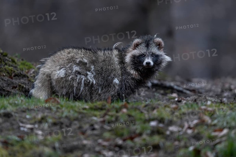 A raccoon dog (Nyctereutes procyonoides) leaves its den at dusk, neozoan, neobiont, neobiota, crepuscular, Germany