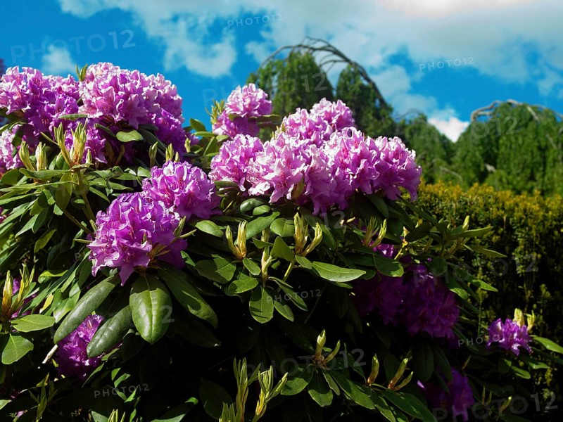 Rhododendron, alpine rose, spring, native Gareten, East Frisia, Germany