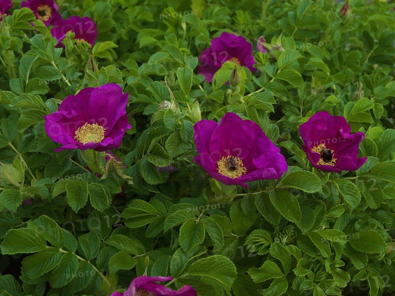 Potato rose (Rosa rugosa), native garden, East Frisia, Germany
