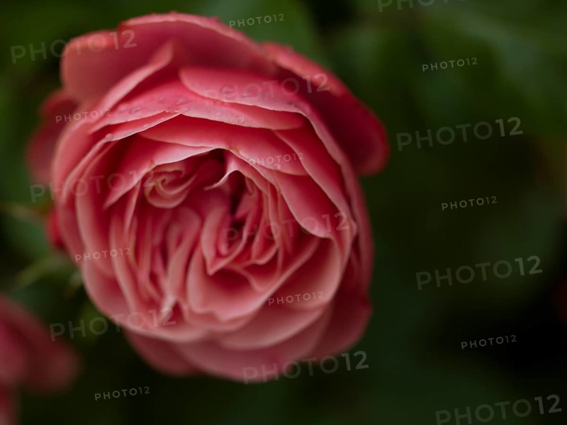 Pink rose, beetrose, close-up, local garden, East Frisia, Germany
