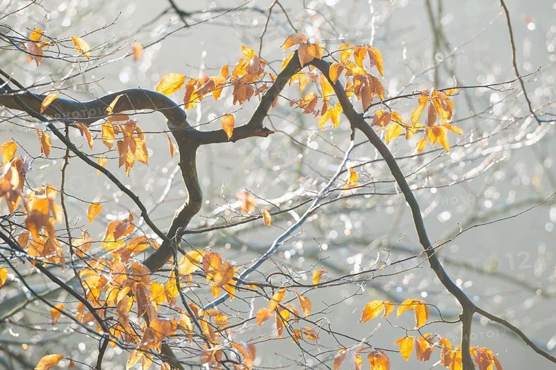 Golden autumn leaves of the hornbeam (Carpinus betulus), also common or European hornbeam, hornbeam, hornbeam or hornbeam tree, twigs, branches illuminated by sunlight, against a frosty, hazy background, misty autumn forest, calm mood, atmosphere, forest, soft morning light, tree, trees, autumn leaves, foliage, leaves in autumn, morning, warm and cool colours, mystical, fog, silence, landscape, nature, nature reserve, Lüneburg, Lower Saxony, Germany