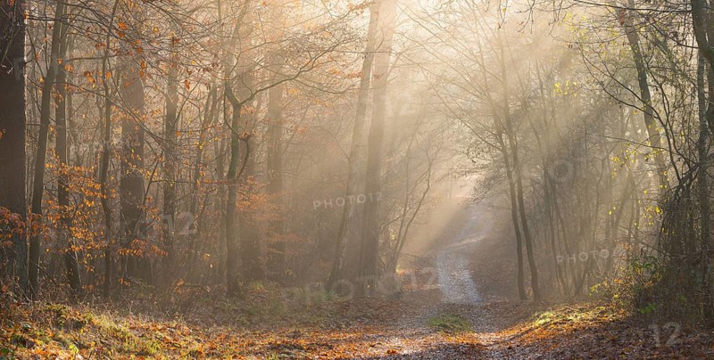 Pilgrim trail, forest trail in warm autumn light with sunrays, foggy morning mood, soft rays of light, autumn atmosphere, golden, path, forest, flooded with light, path, fascination, peaceful, mood, glows, morning haze, morning sun, early fog, autumnal, autumn leaves, lighting mood, sunlight, morning, atmospheric, mystical, mysterious, dreamlike, clouds of fog, dreamy, dreamy, swaths of fog, dreamy, dreamy, dreamy, swaths of fog, dreamy, dreamy, dreamy, swaths of fog, dreamy, dreamy, dreamy, swaths of fog, dreamy, dreamy, dreamy, swaths of fog, dreamy, dreamy, swaths of fog, dreamy, dreamy Landscape, walking, hiking, pilgrims, pilgrim trail, Lüneburg district, Lower Saxony, Germany