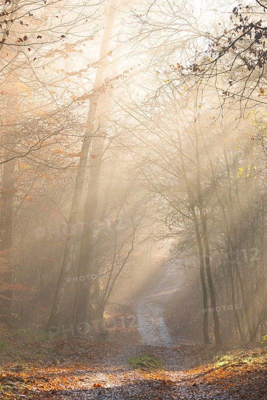 Pilgrim trail, forest trail in warm autumn light with sun rays, foggy morning mood, soft rays of light, autumn atmosphere, romantic, autumn atmosphere, path, fascination, peaceful, mood, glows, morning haze, morning sun, early fog, autumn leaves, lighting mood, sunlight, morning, atmospheric, mystical, magical, mysterious, dreamy, clouds of fog, dream landscape, walking, hiking, pilgrim trail, Lüneburg district, Lower Saxony, Germany