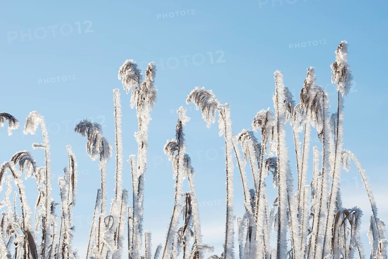 Reed fronds covered with ice crystals, stalks and leaves of reeds (Phragmites australis) or reeds, grasses in front of a cloudless, clear, blue sky, winter mood, close-up, frosty still life, sunlight, frost, icy, ice, wintry, bright light, sunny day, grasses, winter day, frost, cold, cold atmosphere, sunlight, morning, cool colours, stillness, mood, nature, winter, nature reserve, FFH area Ilmenau, Lüneburg, Lower Saxony, Germany