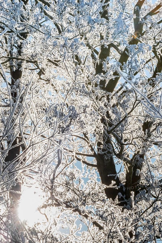 Treetops of willow (Salix) and black alder (Alnus glutinosa), also black alder or red alder, covered with ice crystals glow in the backlight, sunlight, winter atmosphere, blue sky, frost, icy, ice, snow, cold, cold, calm, magical, enchanting atmosphere, peaceful scenery, mood, bright morning light, bare twigs and branches, morning, cool colours, tree, trees, landscape, nature, nature reserve, FFH area Ilmenau, Lüneburg, Lower Saxony, Germany