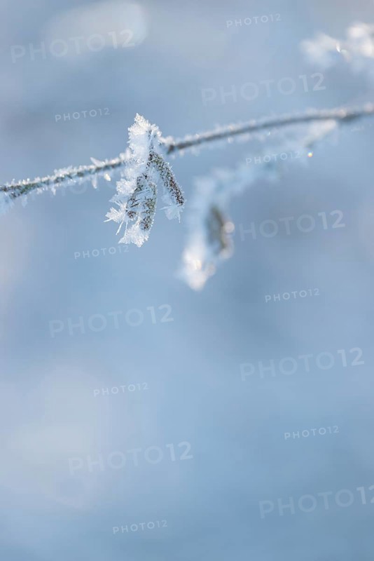 Delicate branch with ice crystals against a blue-grey, blurred background, young male flower catkins covered in ice, Common hazel (Corylus avellana), also hazel bush or hazelnut bush, winter light, snow, sunny winter day, frost, cold, backlight, icy, ice, calm, peaceful scenery, mood, bright morning light, bare branches, macro shot, close-up, soft atmosphere, sunlight, cool colours, atmosphere, light, nature, district of Lüneburg, Lower Saxony, Germany