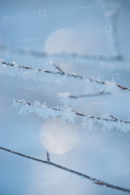 Icy branches with ice crystals against a blurred blue-grey background with bokeh effect, ice, winter light, frosty, snow, sunny winter day, frost, cold, macro shot, close-up, winter, pointed buds, light spots, bokeh, calm atmosphere, bright sunlight, copper beech (Fagus sylvatica), sunlight, calm atmosphere, icy, peaceful scenery, bright morning light, bare branches, morning, tree, trees, cool, cold, mood, light, nature, district of Lüneburg, Lower Saxony, Germany