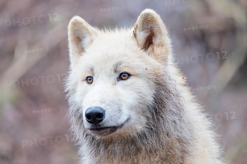 Portrait of an Arctic wolf (Canis lupus arctos). Captive