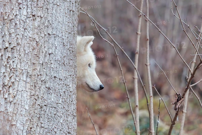 Arctic wolf (Canis lupus arctos), one animal, hiding behind a tree, forest, head, side view, captive