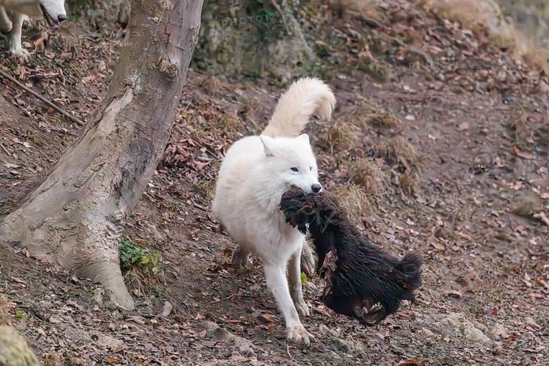 Arctic wolf (Canis lupus arctos), one animal, running, prey, sheep, forest, escape from the pack, captive