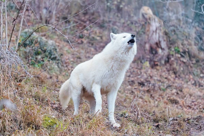 Arctic wolf (Canis lupus arctos), one animal, howling, forest, side view, captive