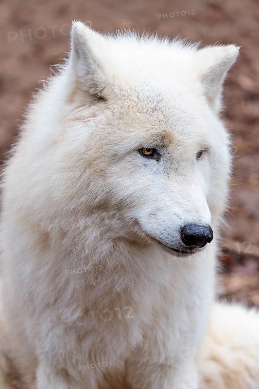 Portrait of an Arctic wolf (Canis lupus arctos). Captive