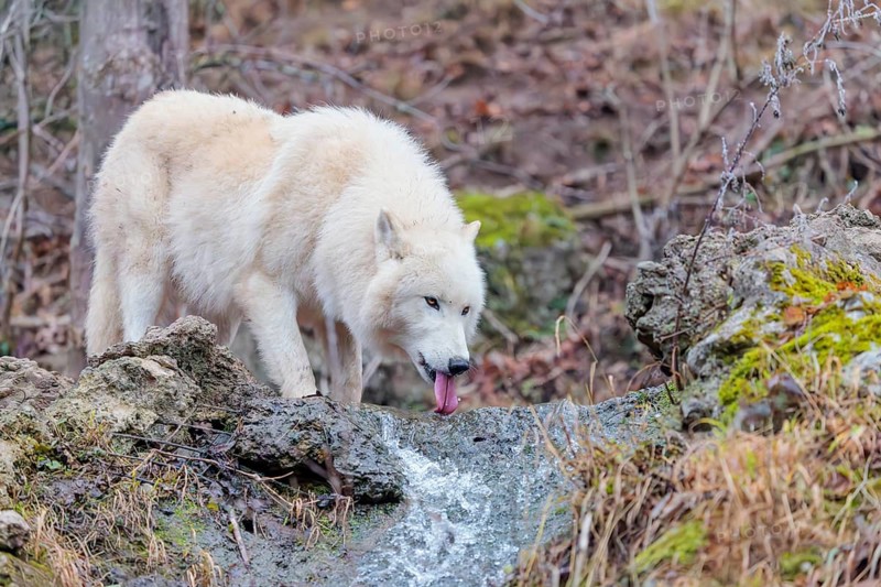 Arctic wolf (Canis lupus arctos), one animal, drinking, creek, water, forest, side view, captive
