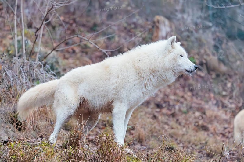 Arctic wolf (Canis lupus arctos), one animal, standing, forest, side view, captive