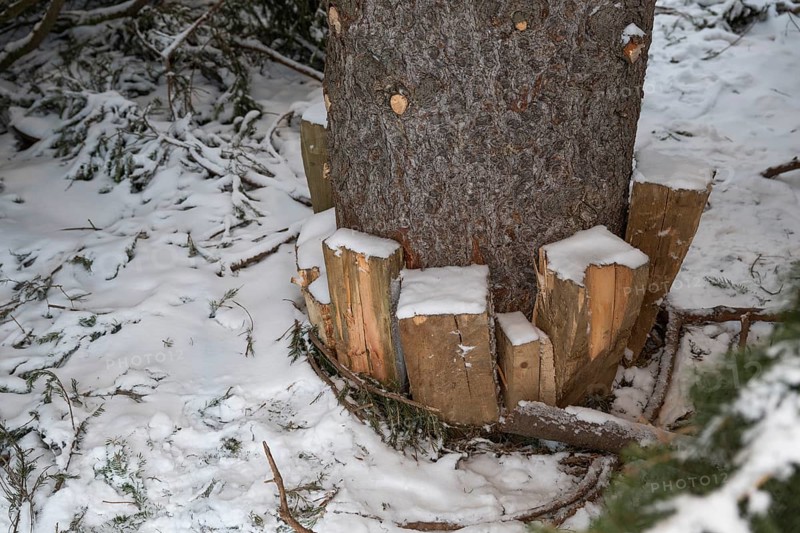 Wooden pegs fix Christmas tree, Turku, Finland