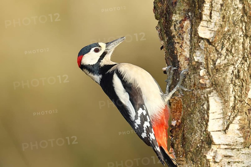 Great spotted woodpecker (Dendrocopus major), male, foraging on the trunk of a common birch (Betula pendula), wildlife, woodpeckers, nature photography, autumn, Wilnsdorf, North Rhine-Westphalia, Germany